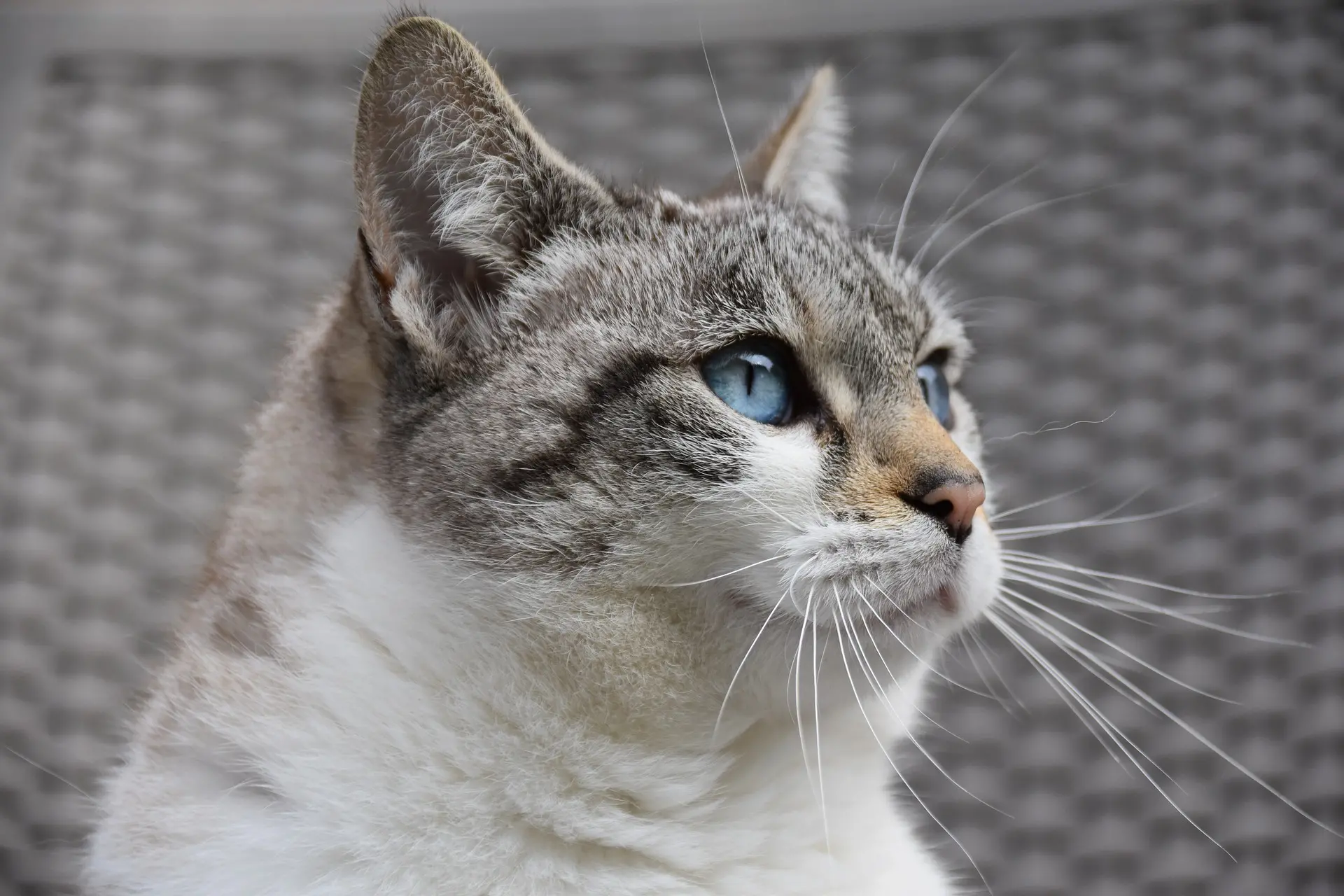 Sharp portrait of cat..