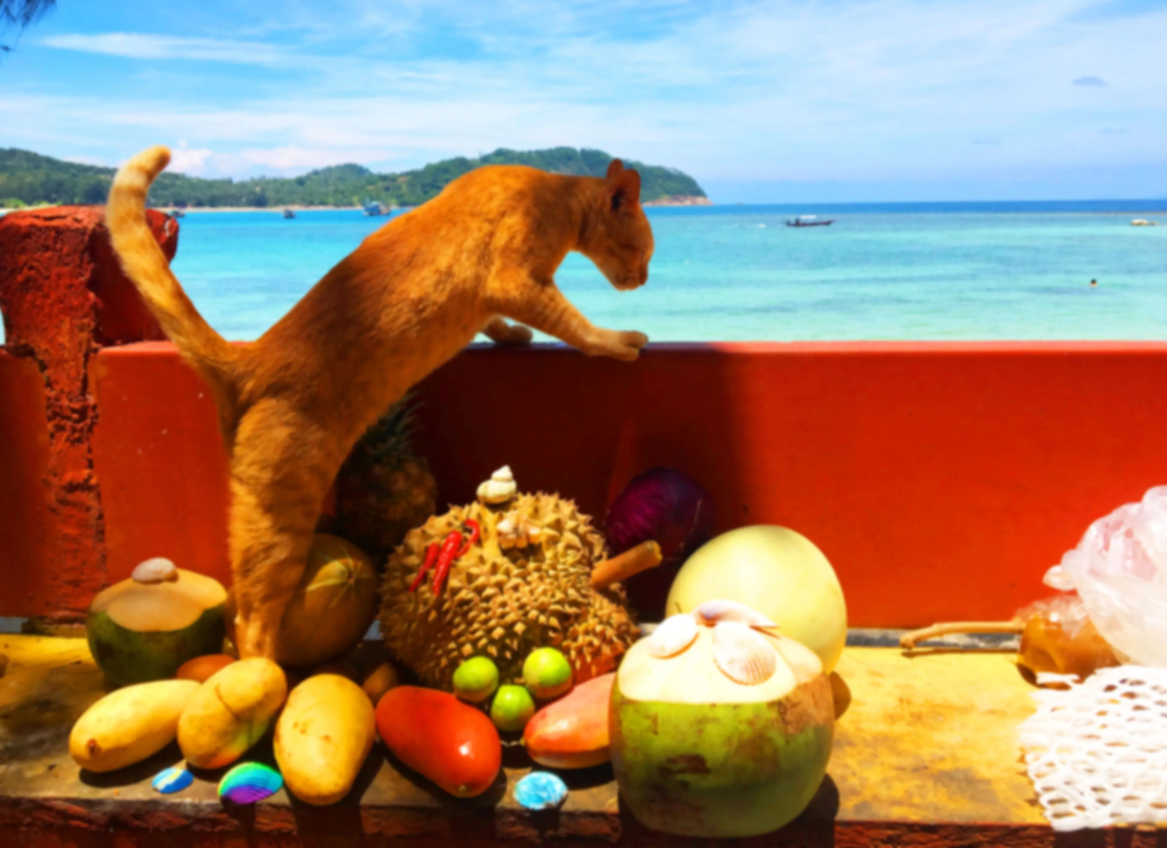 Blurred photo of sea landscape with cat and fruits..