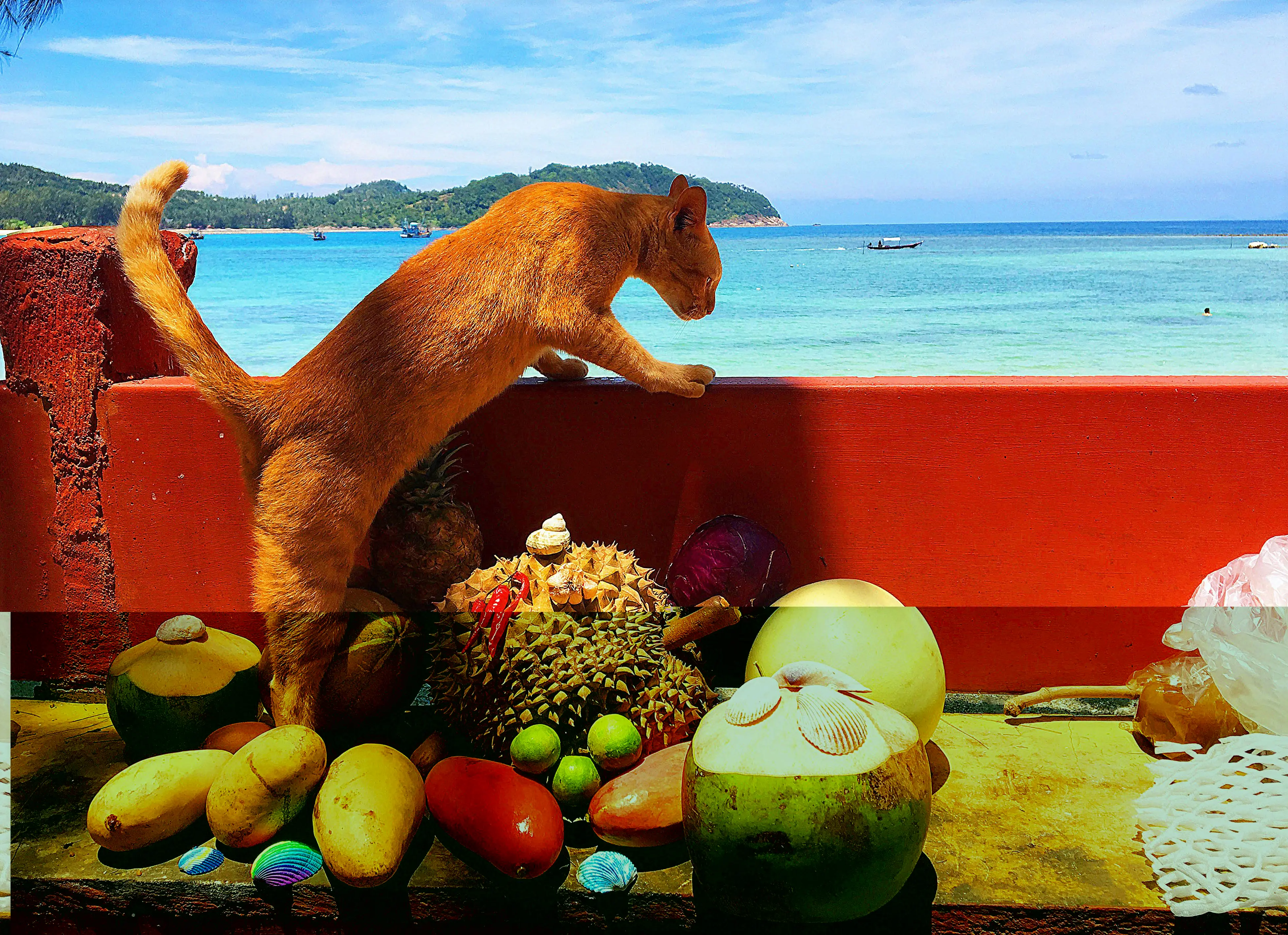 Sharp photo of sea landscape with cat and fruits..